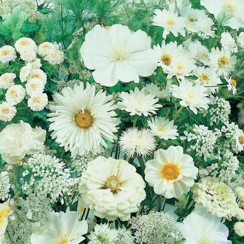 Blomsterblanding Hvid