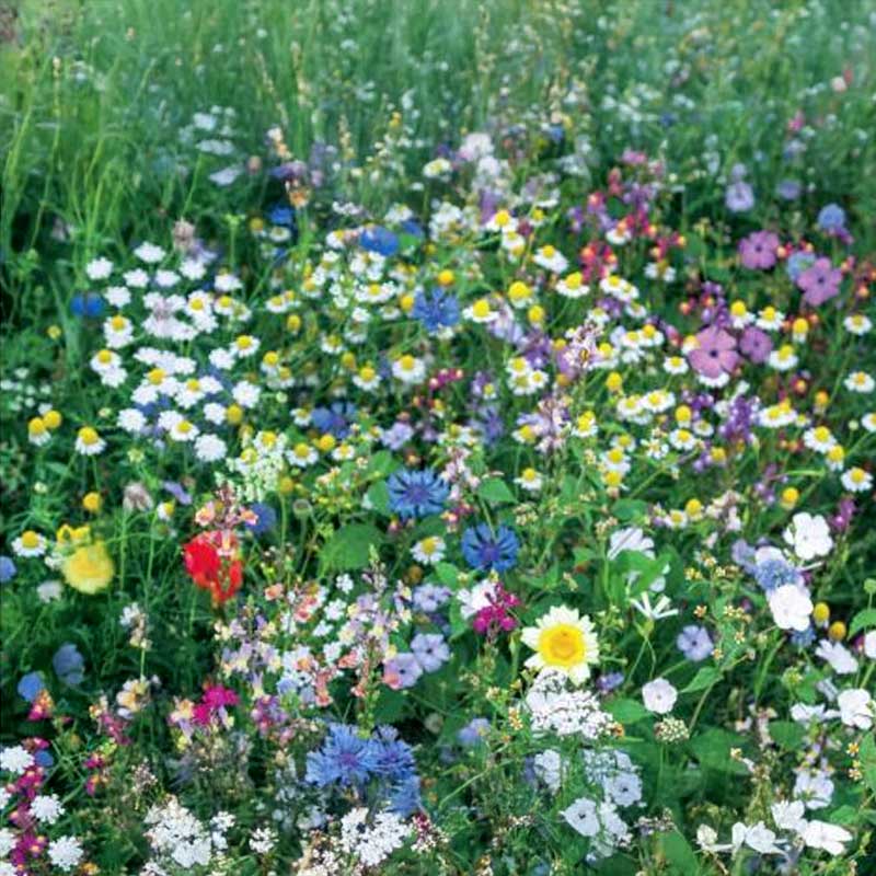 Blomsterblanding Nektar 1