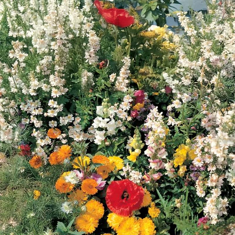 Blomsterblanding Romantik