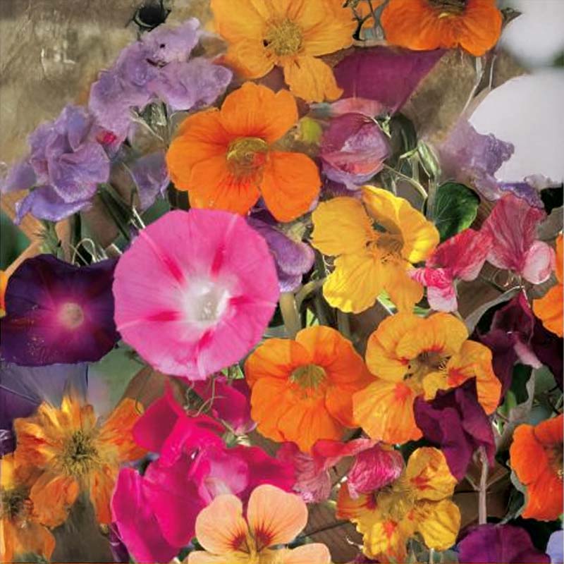 Blomsterblanding Klatreplanter