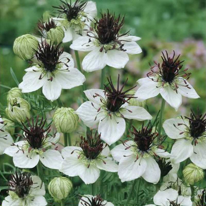 Jomfru i det Grønne 'African Bride'