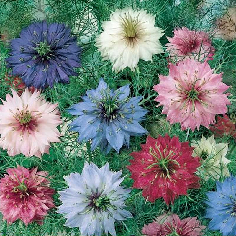 Jomfru i det Grønne 'Gaudi'