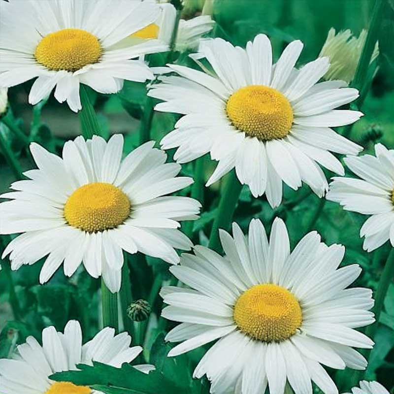 Marguerit 'Danish Beauty'