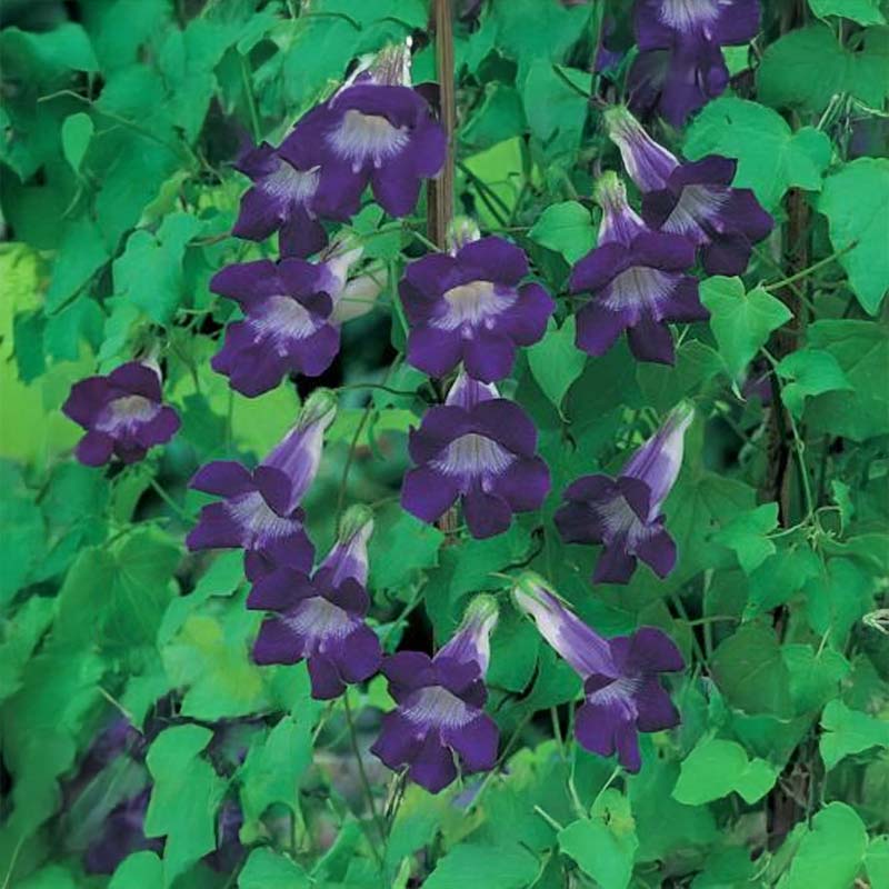 Klatreløvemund 'Bocca'