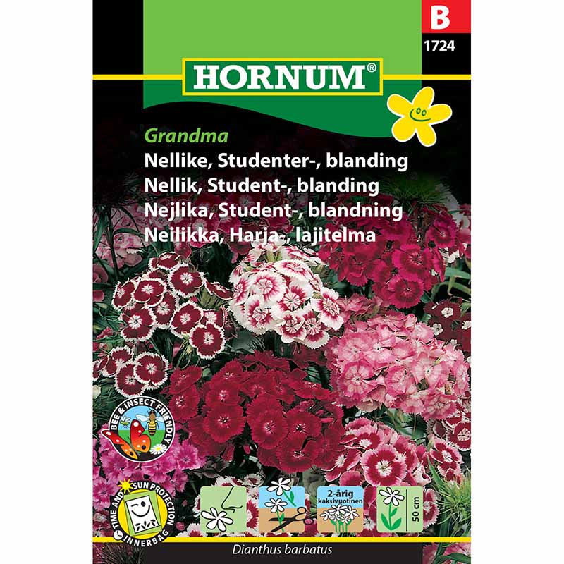 Studenternellike 'Grandma'