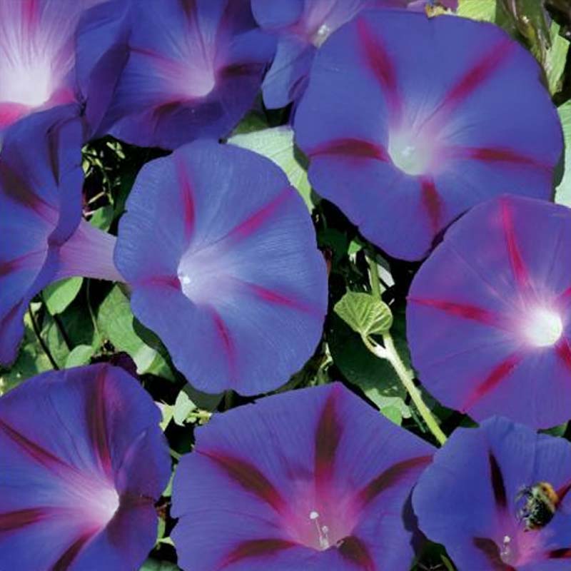 Pragtsnerle 'Magic Morning'