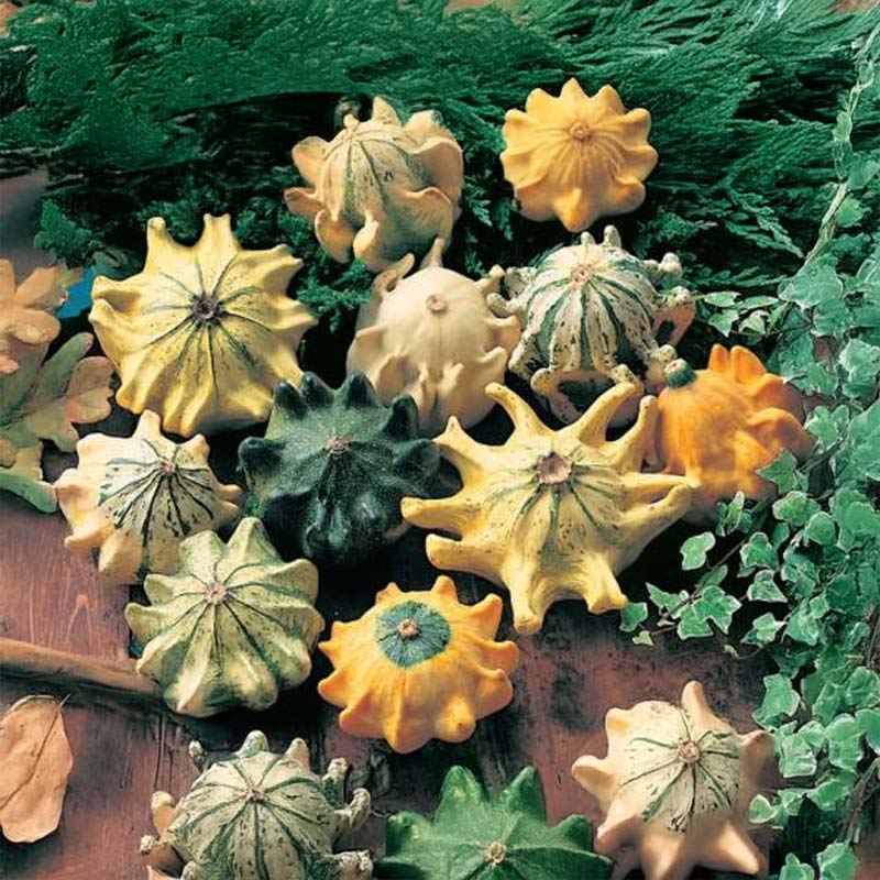 Pyntegræskar 'Star-Mix'