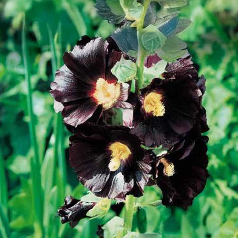 Stokrose 'Dark Beauty'