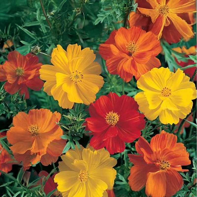 Stolt kavaler 'Sonata Gold'