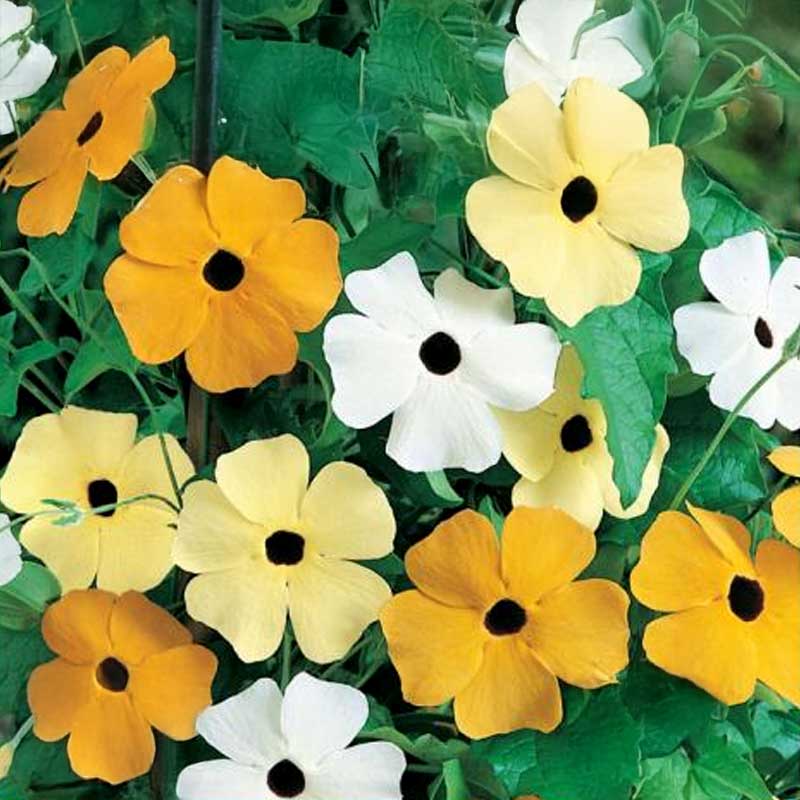 Sortøje 'Dark Eyed'