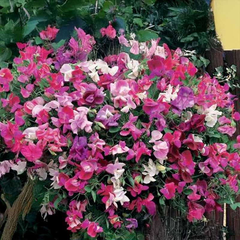 Ærteblomst 'Smell of Summer'