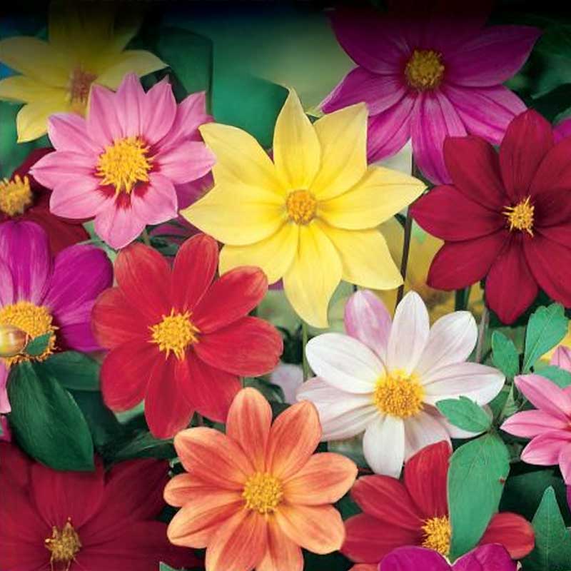 Dahlia 'Mignon Dwarf'