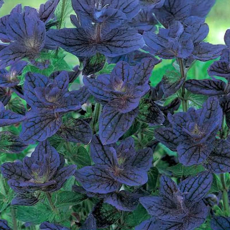 Salvie 'Blue Monday'
