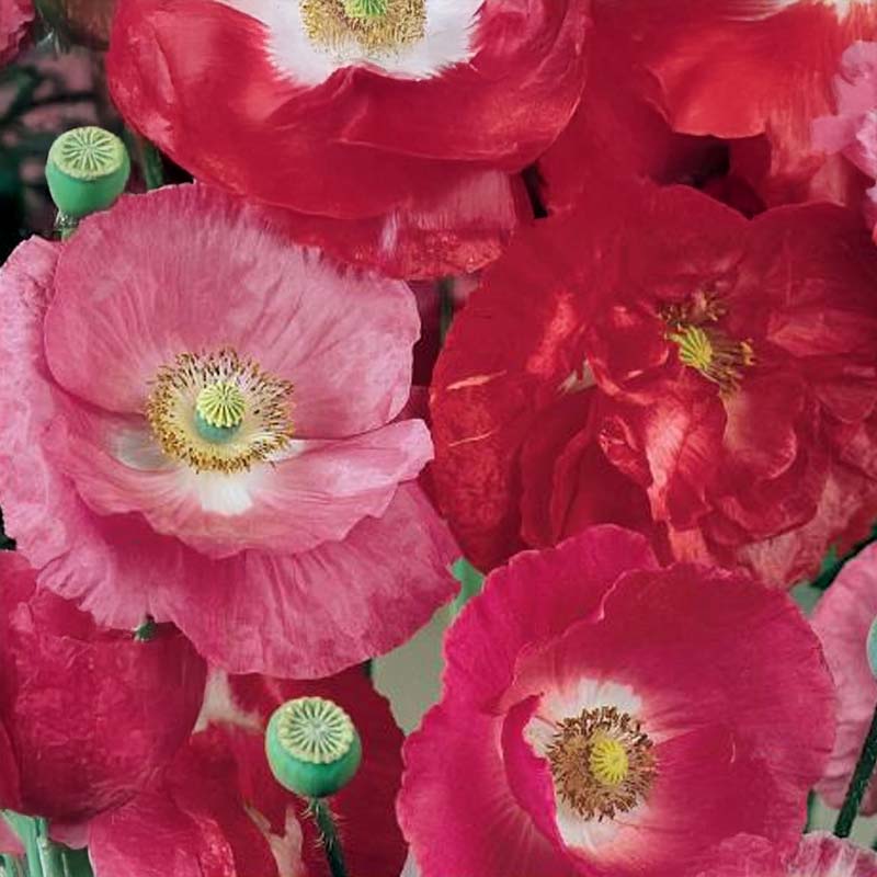 Kornvalmue 'Soft Silk'