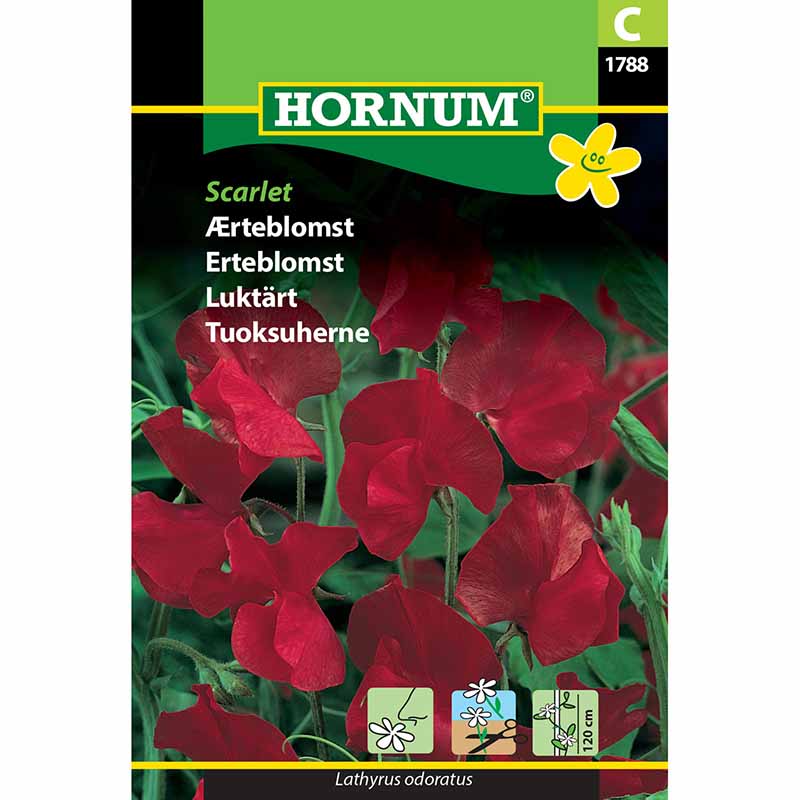 Ærteblomst 'Scarlet'