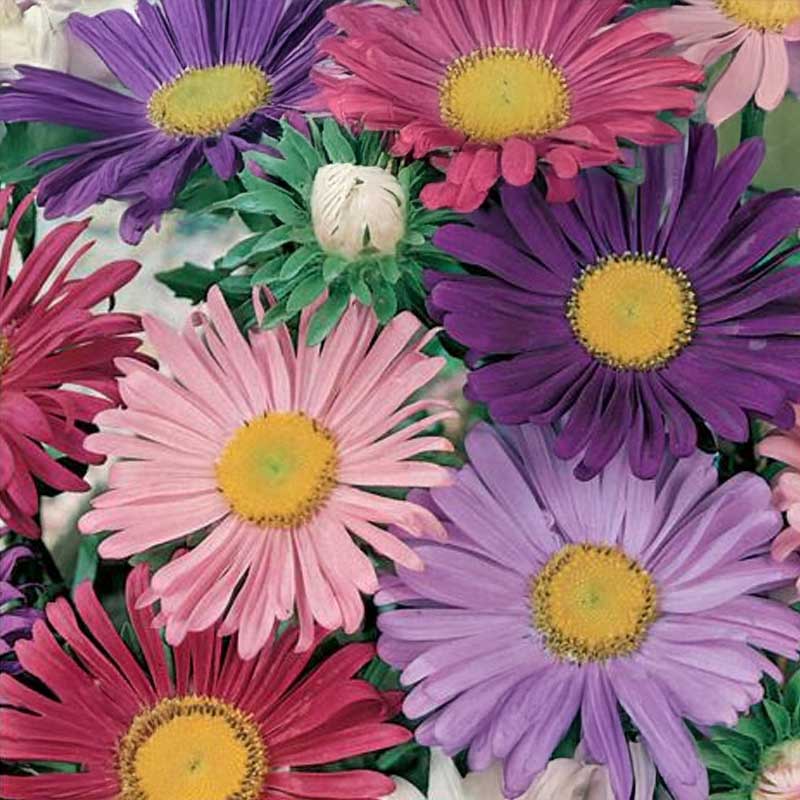 Asters 'Margareten Mix'