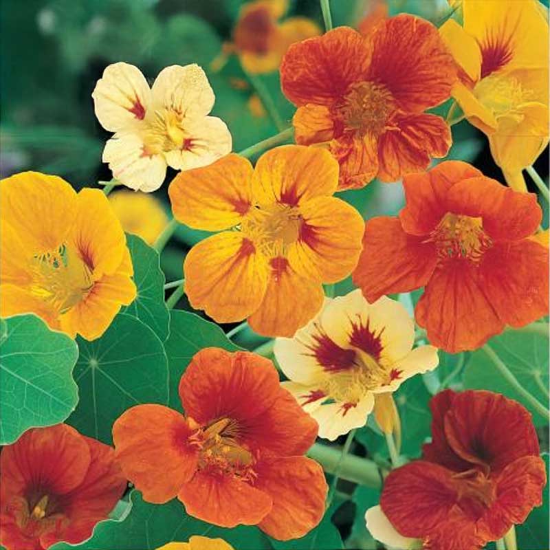 Blomsterkarse 'Juvel'