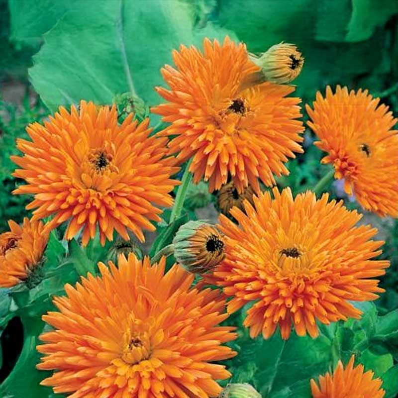 Morgenfrue 'Orange Porcupine'