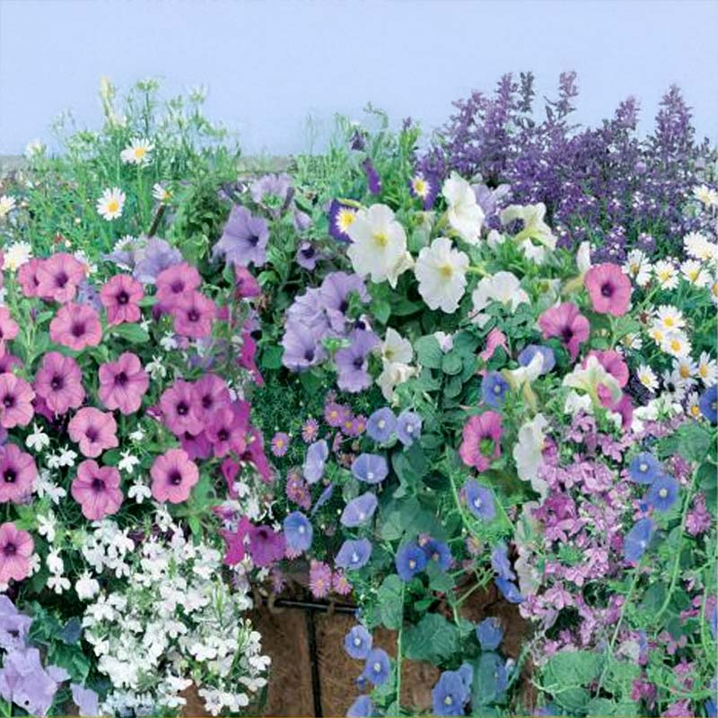 Krukke blanding 'Amsterdam'