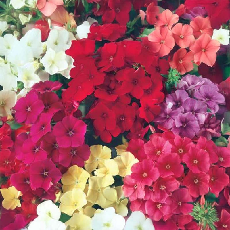 Sommerfloks 'Summer'