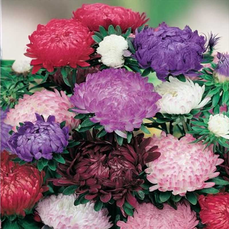 Pæonasters 'Pink Cascade'