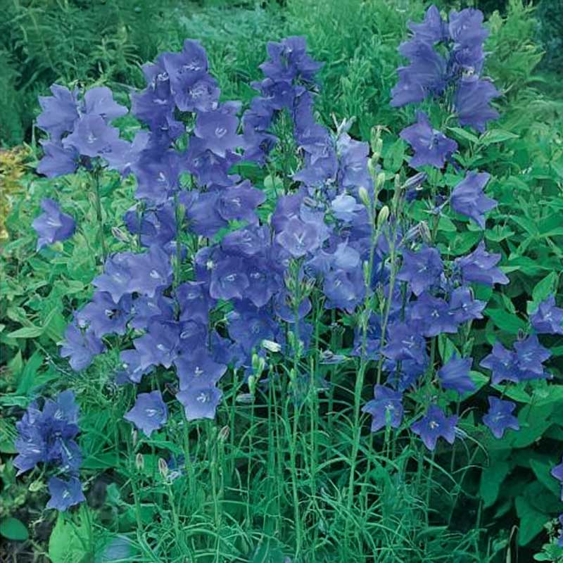 Stor klokke 'Big Blue Bells'