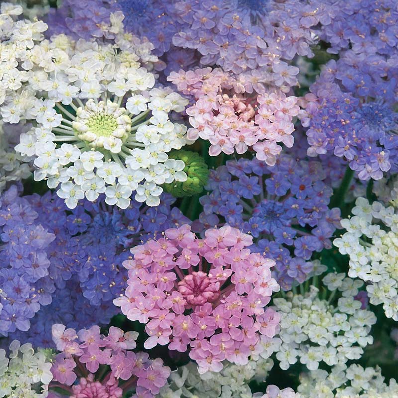 Blåparaplyblomst 'Umbrella'