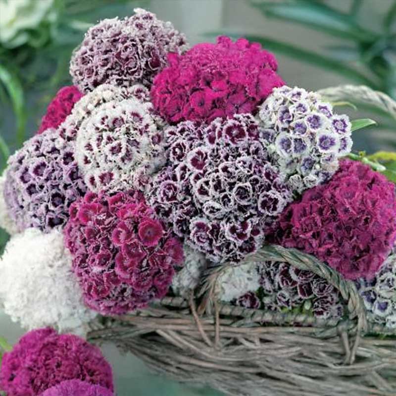 Studenternellike 'Hats On'