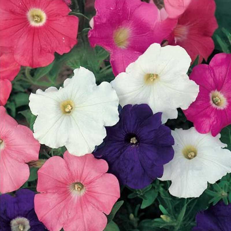 Petunia 'Pretty Garden'