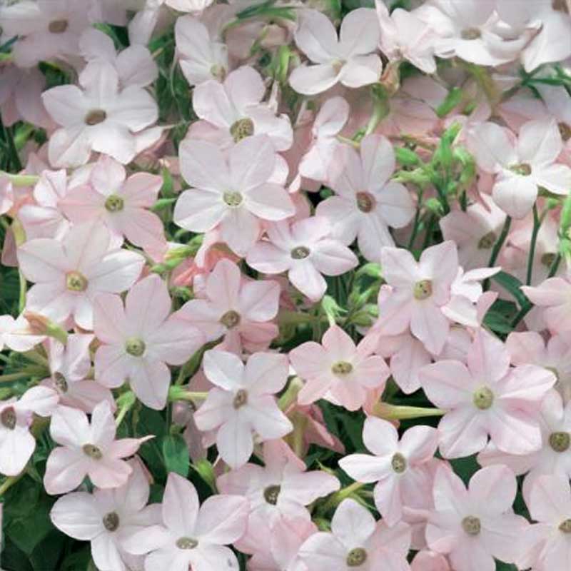 Blomstertobak 'Avalon Appleblossom' F1