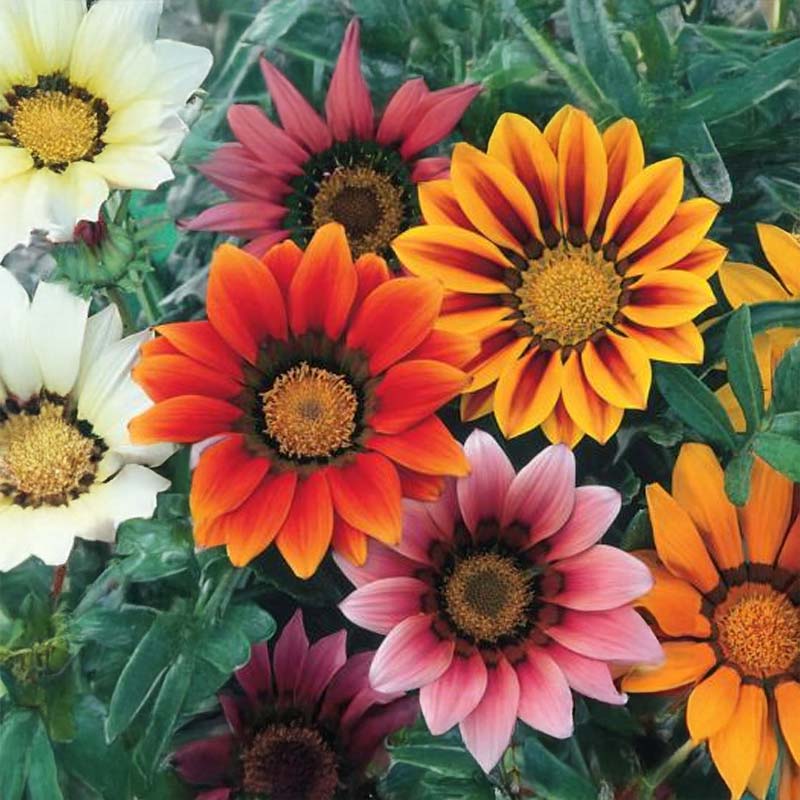 Påfuglblomst 'Peacock Beauty'