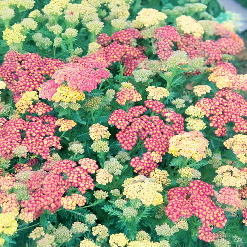 Roseniberis 'Pink Pillow'