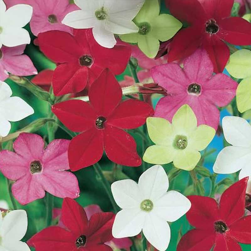 Blomstertobak 'Roulette'