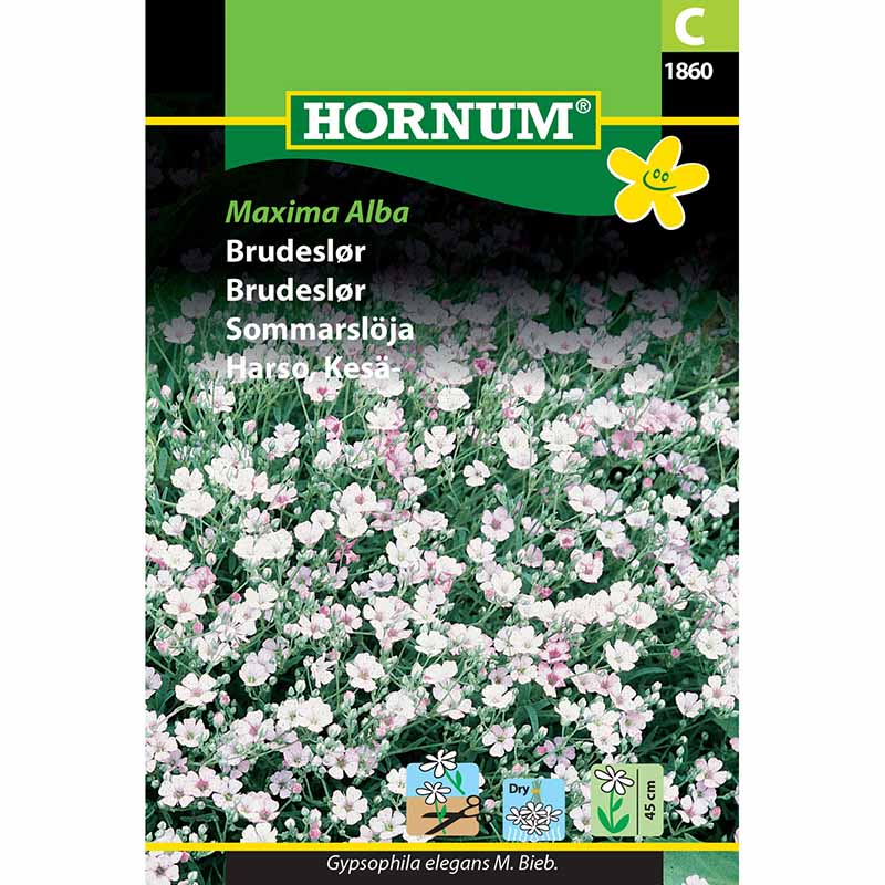 Sommerflor 'Maxima Alba'