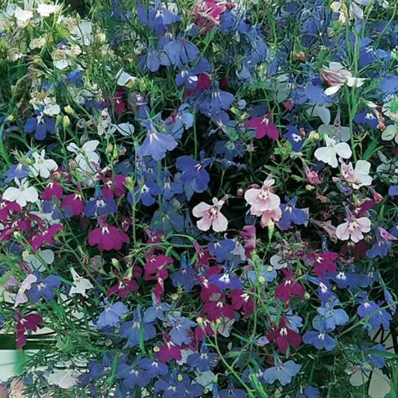 Hængelobelia 'Cascade Mix'