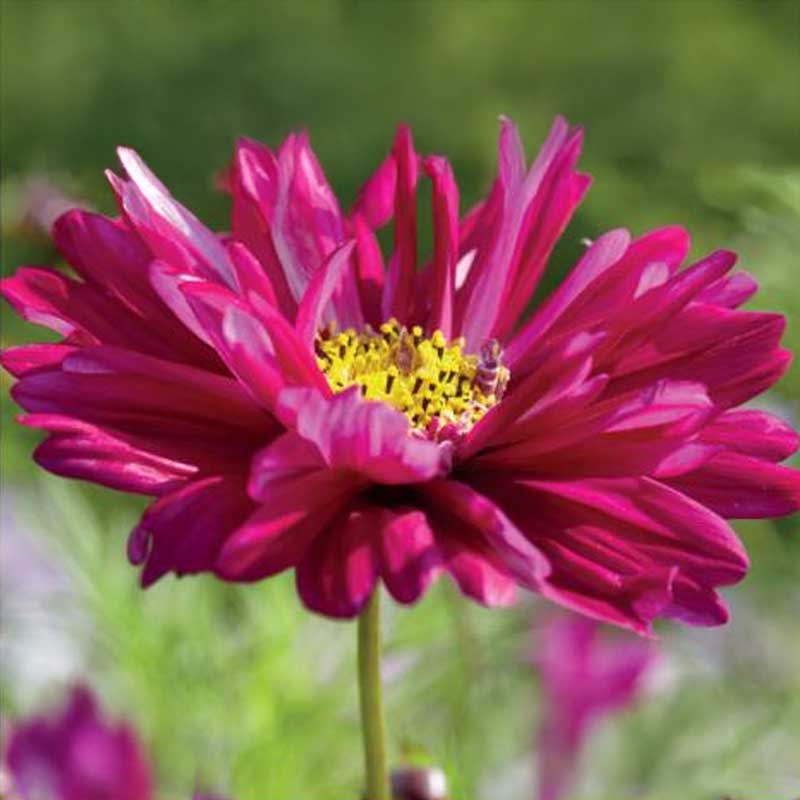 Stolt kavaler 'Double Click Cranberries'