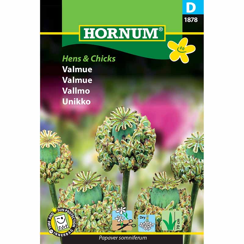 Valmue 'Hens & Chicks'