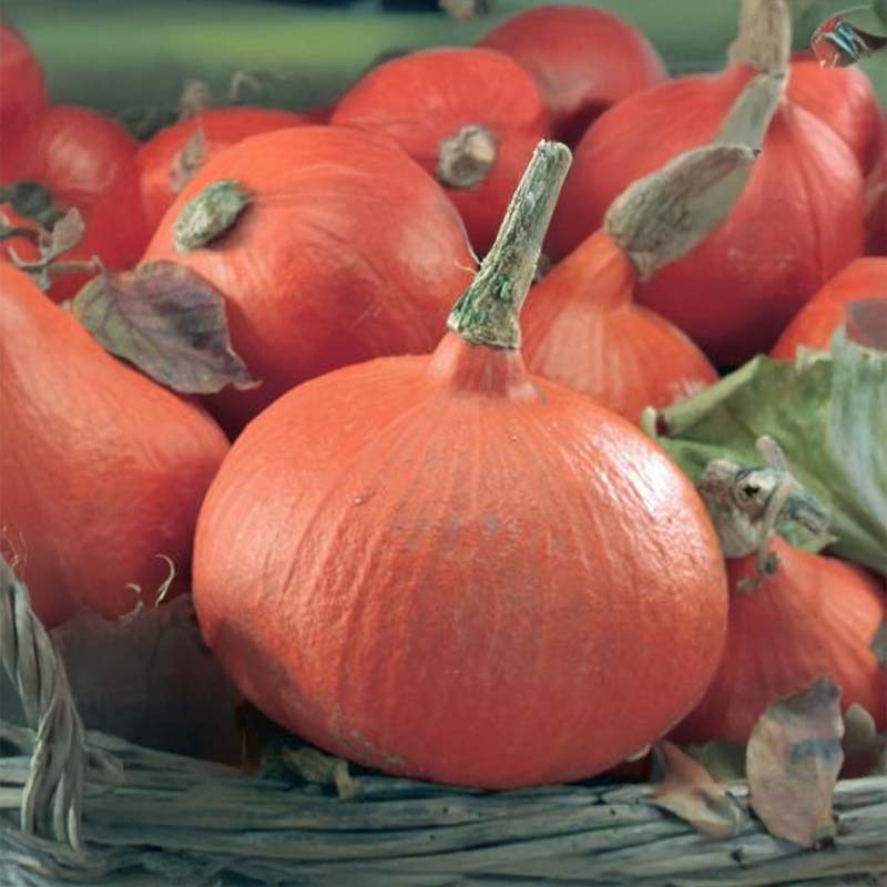 Kæmpegræskar 'Uchiki Kuri'