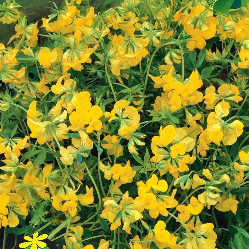 Grøngødning Hundetand