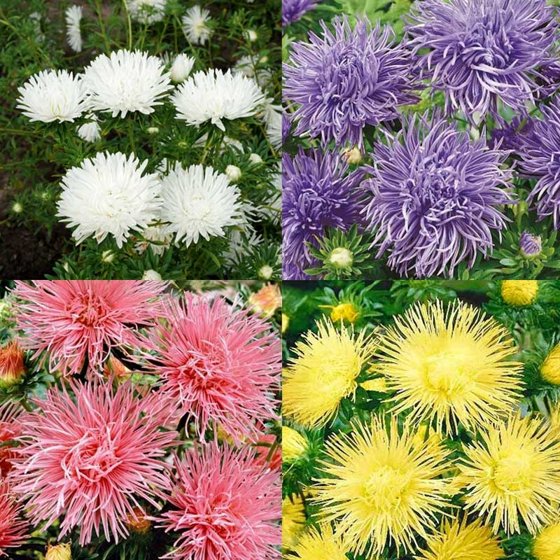4 farver Sommerasters 'Unicum'