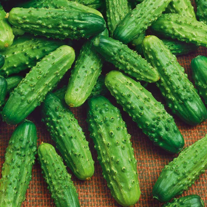 Frilandagurk 'Polan' F1