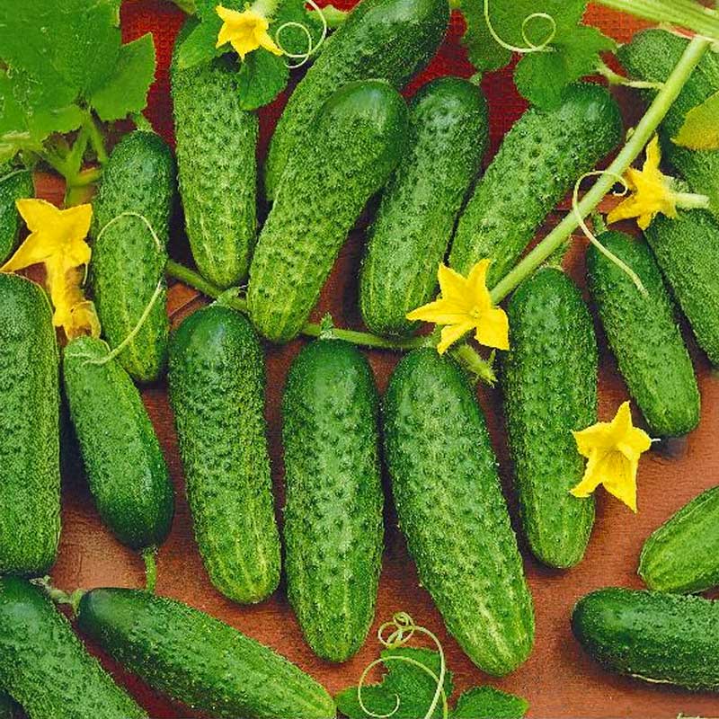 Frilandagurk 'Mandy' F1