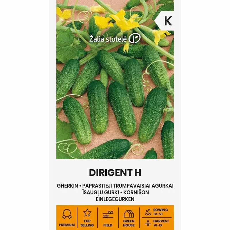 Frilandagurk 'Dirigent' F1