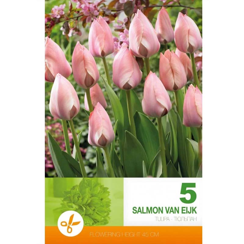 Tulpan ’Salmon Van Eijk’