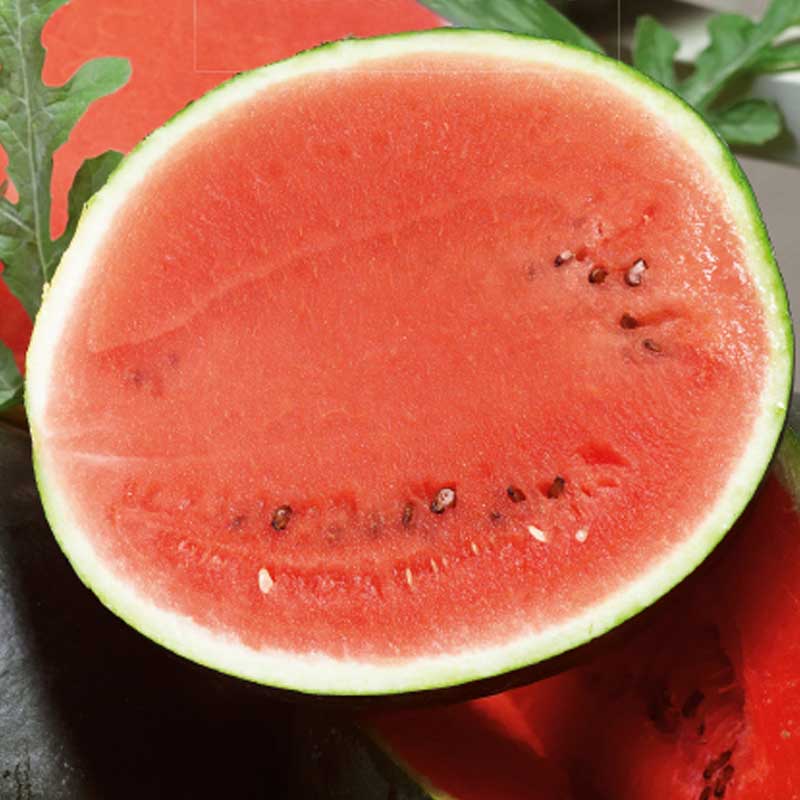 Vandmelon 'Sugar Baby'