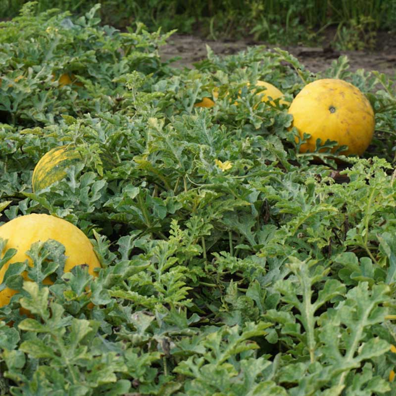 Vandmelon 'Złoto Wolicy' F1