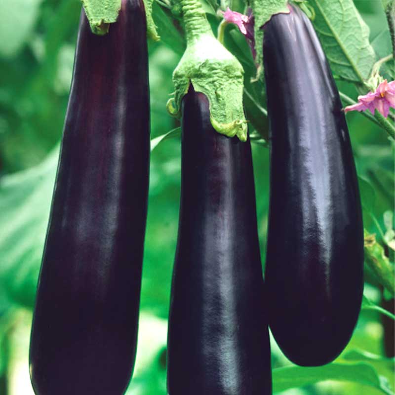 Aubergine 'Giralda' H