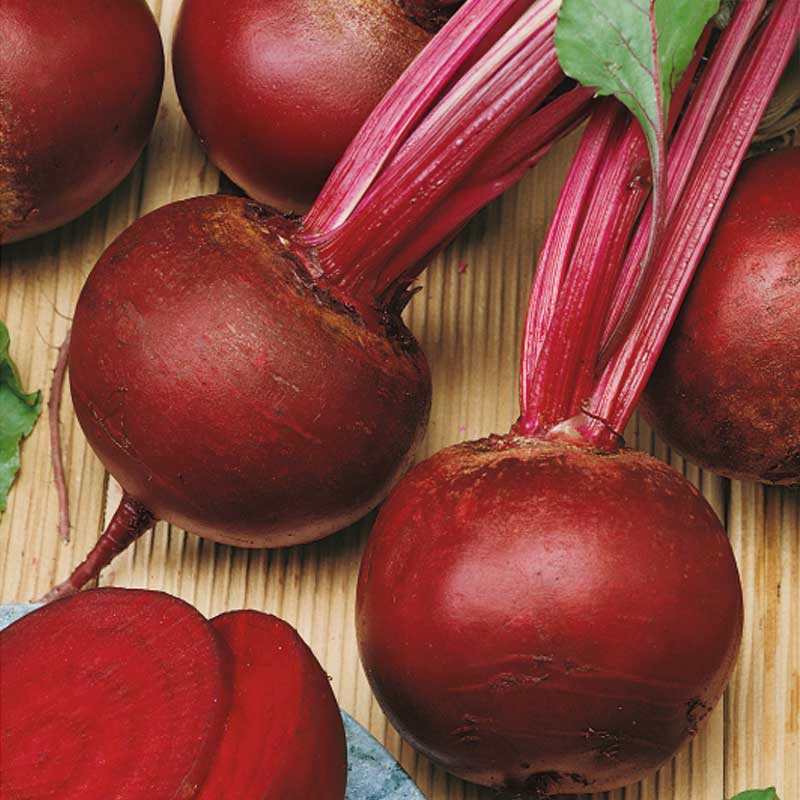 Rødbede 'Rote kugel 2'