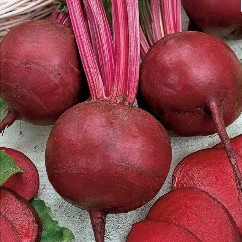 Rødbede 'Detroit 2'