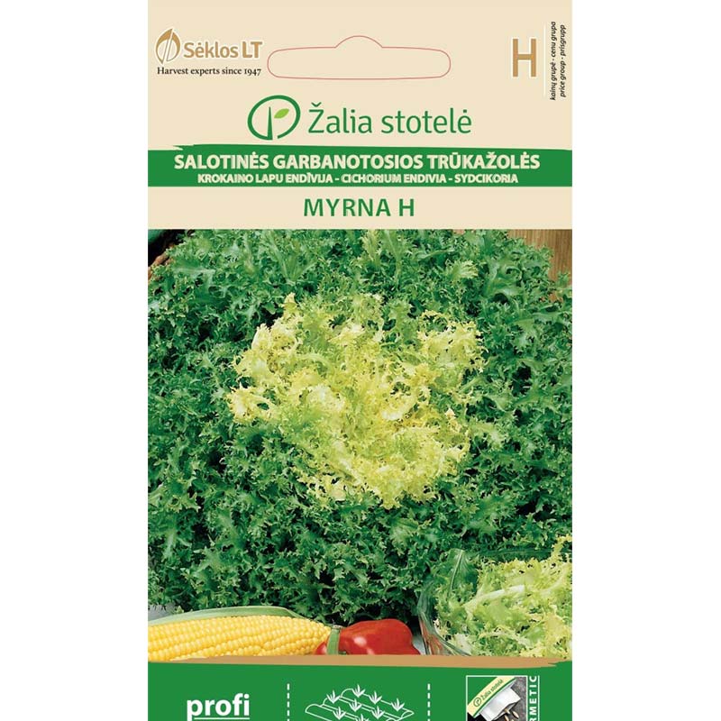 Radicchio 'Myrna' h